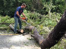 How Our Tree Care Process Works  in  Lake Jackson, TX